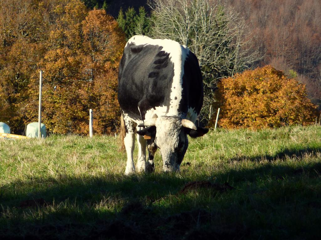 Willa Gite Schlitteur Et Sapiniere Breitenbach Zewnętrze zdjęcie