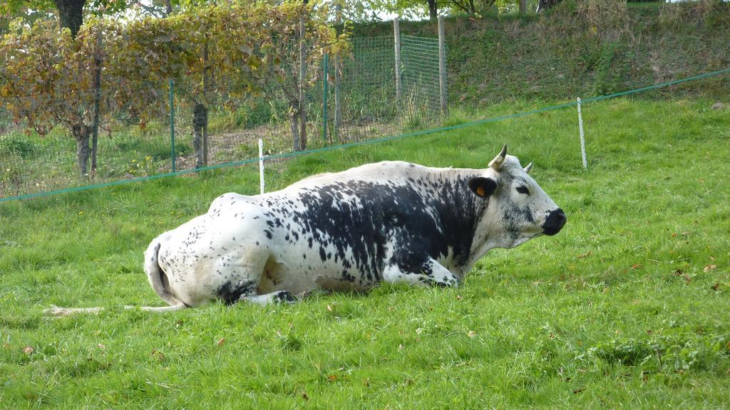 Gite Schlitteur Et Sapiniere Breitenbach Zewnętrze zdjęcie